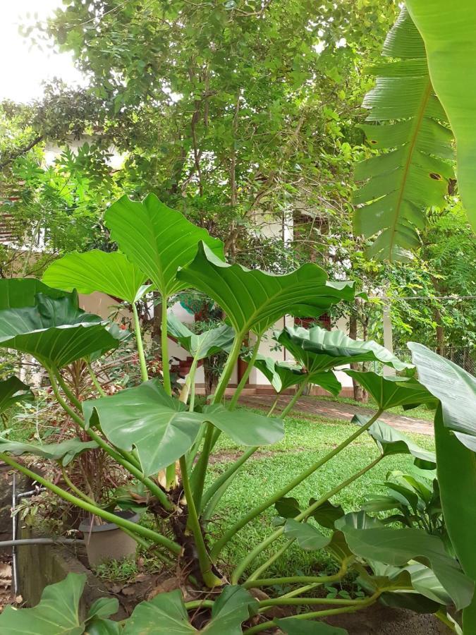 Yonara Green Rest Habarana Buitenkant foto